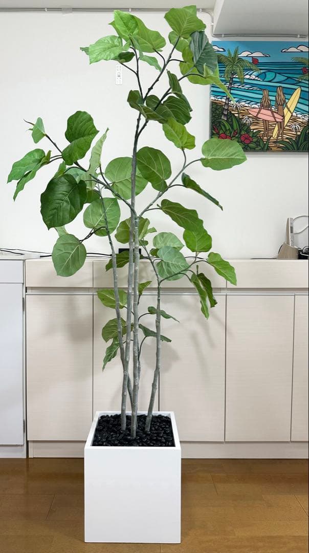 Peanut man エミリオロバ 観葉植物 ウンベラータ