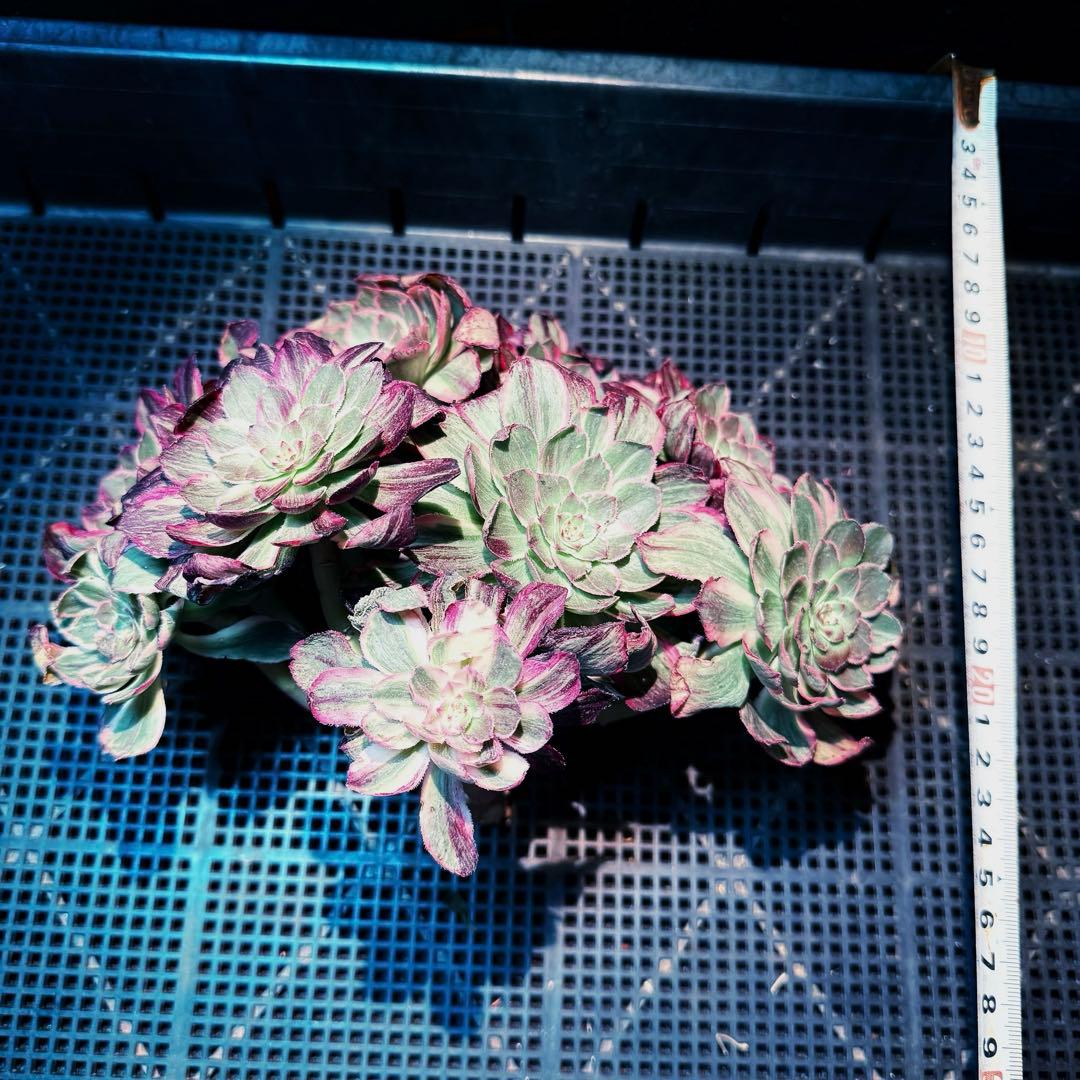 新入荷　超レア新品種　アエオニウム　トリカラーバリエガータ(ブーケ群生)