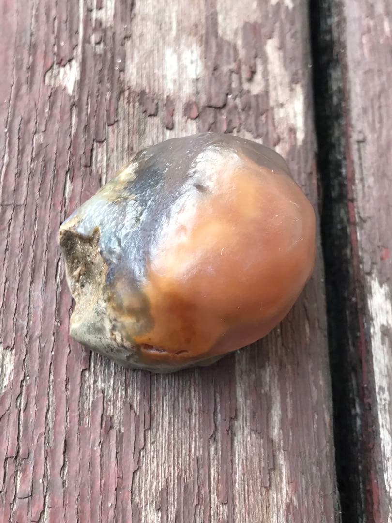 ゴビ石−1271 ゴビ瑪瑙　原石　オレンジ色