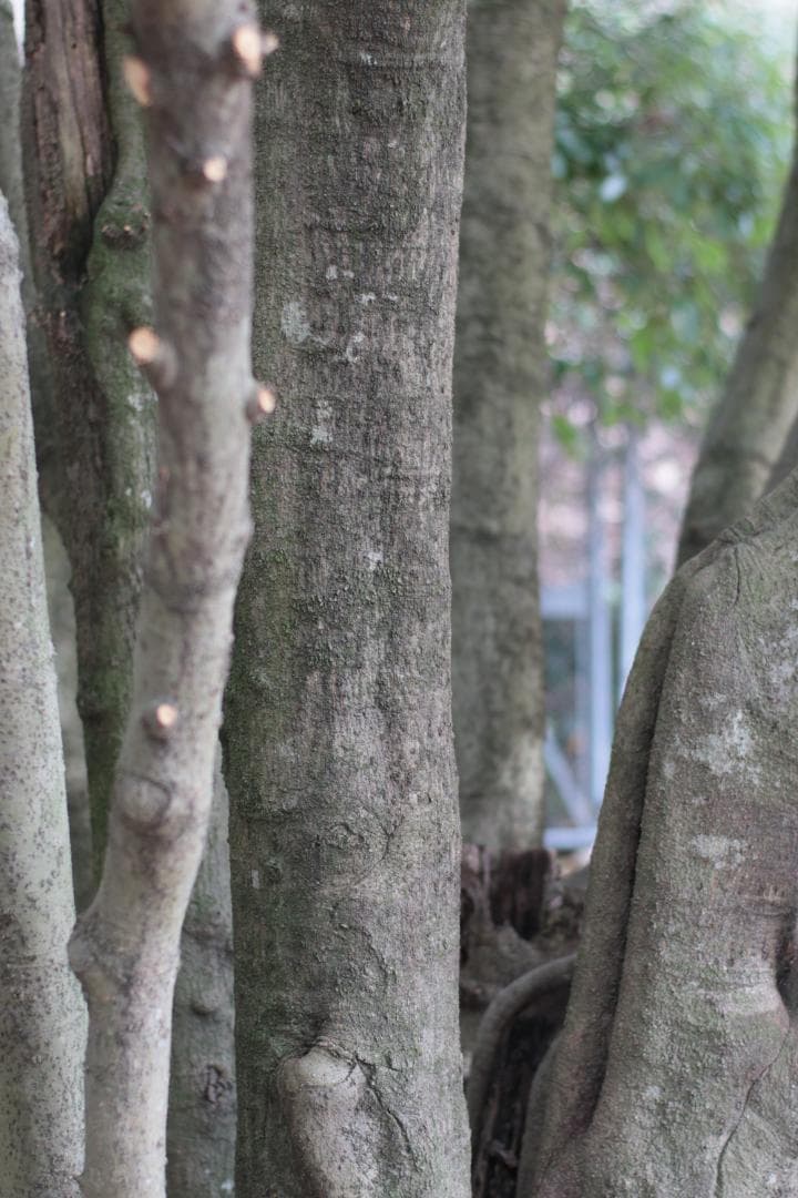 レンズ(単焦点) CONTAX Carl Zeiss Planar 50mm F1.4 ZE EF