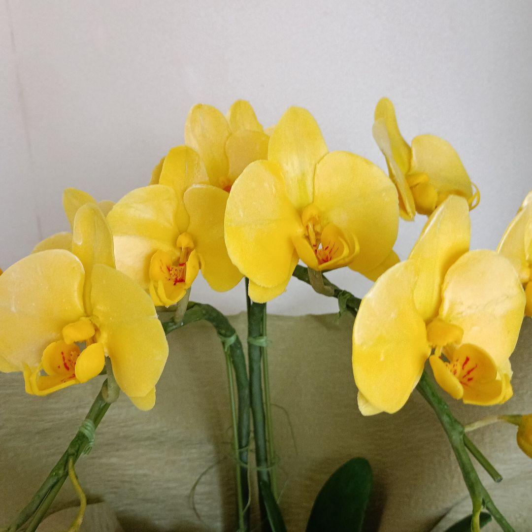 専用　2本立ちイエロー胡蝶蘭鉢植え　クレイフラワー