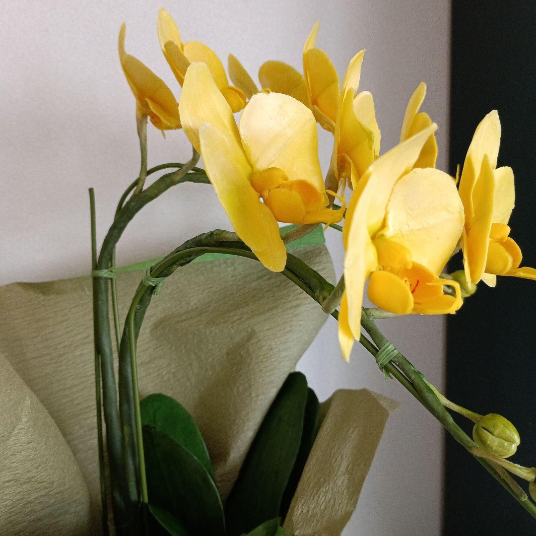 専用　2本立ちイエロー胡蝶蘭鉢植え　クレイフラワー