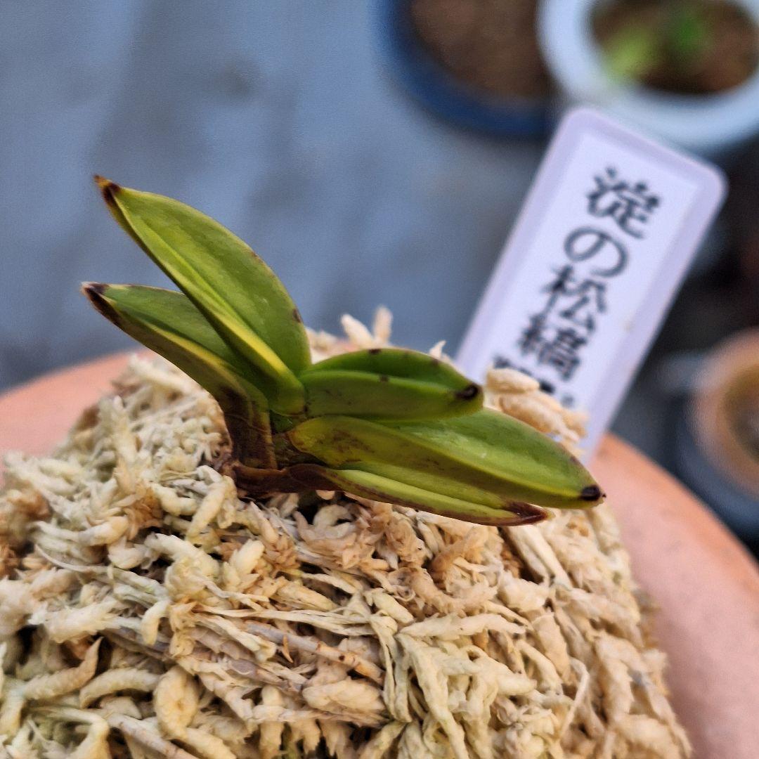 富貴蘭 淀の松縞