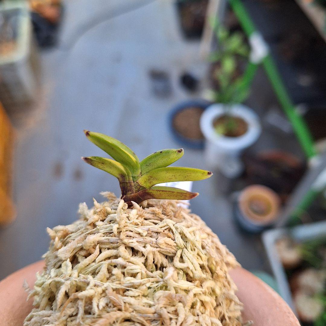 富貴蘭 淀の松縞