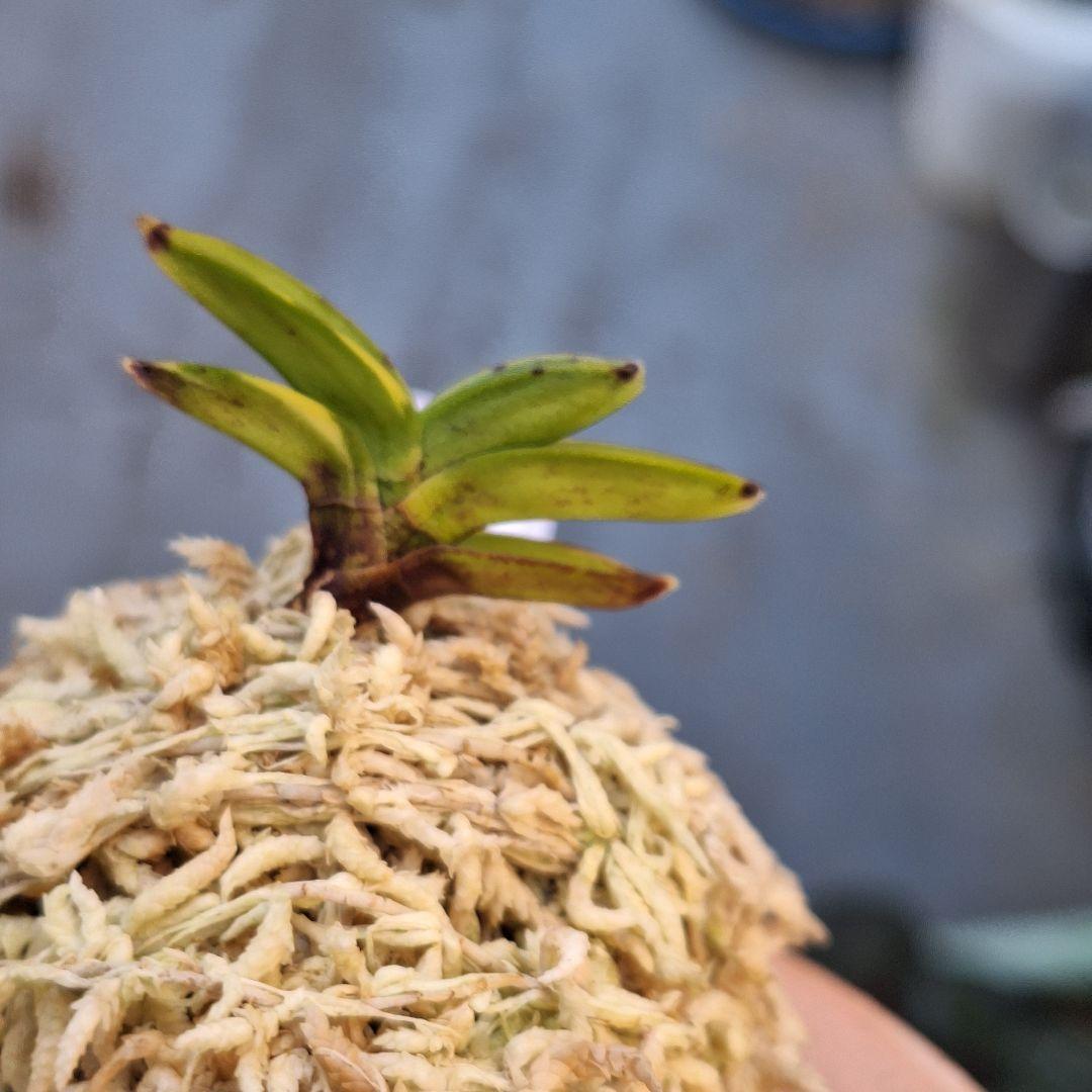 富貴蘭 淀の松縞