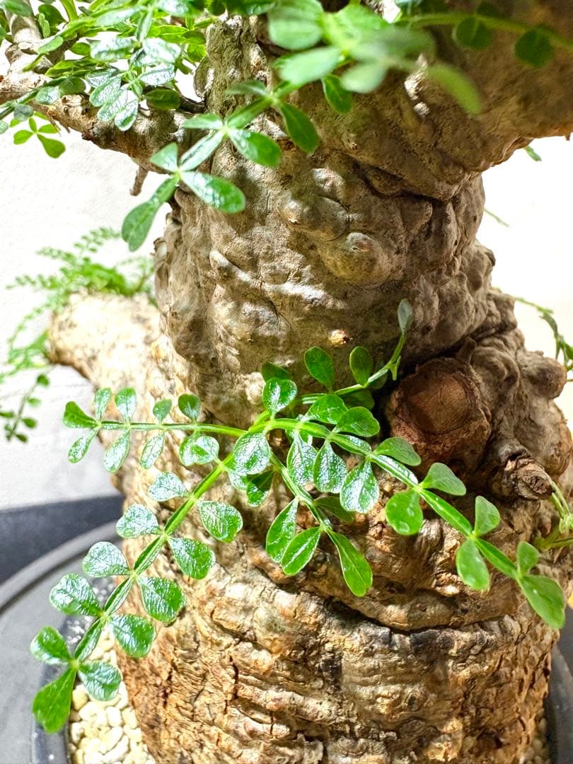 オペルクリカリア　パキプス　発根株　みやび鉢付き