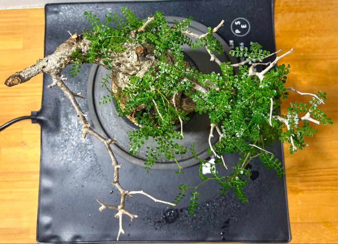 オペルクリカリア　パキプス　発根株　みやび鉢付き