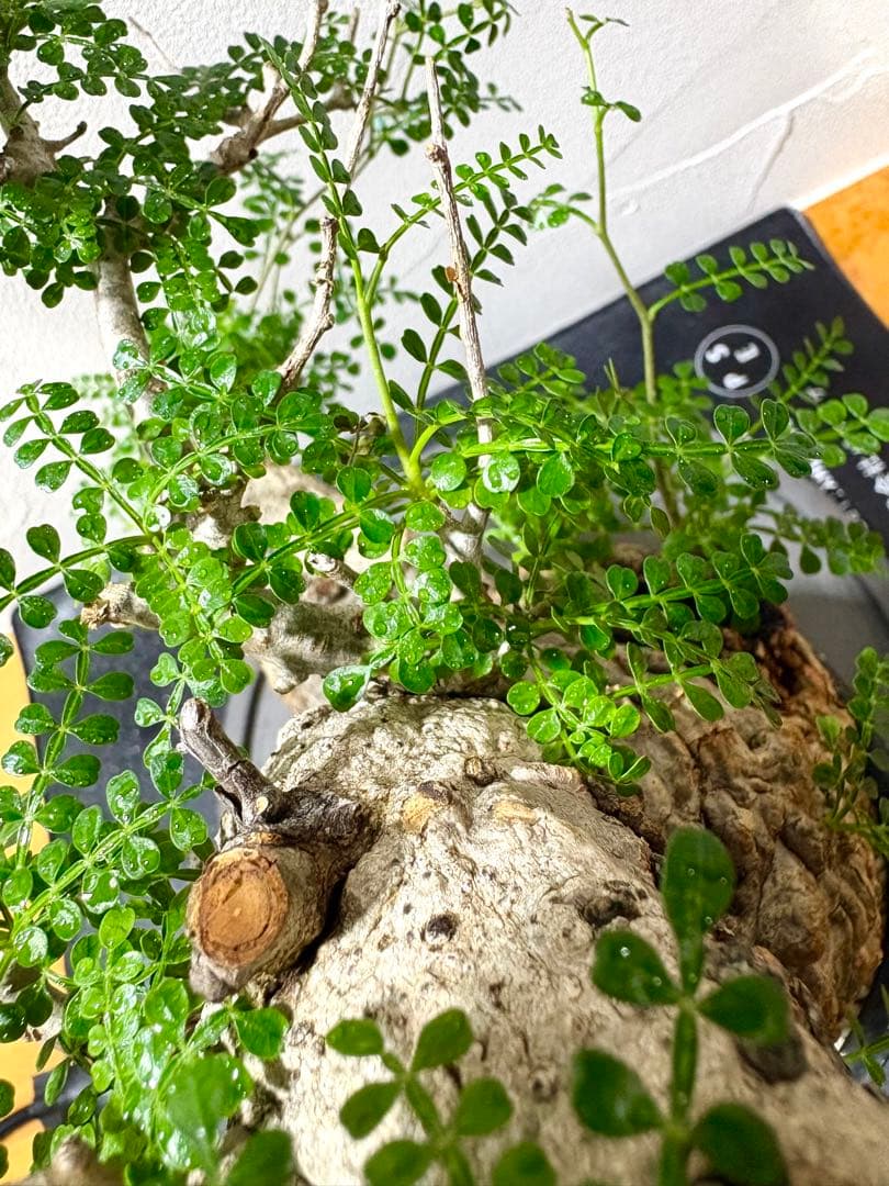 オペルクリカリア　パキプス　発根株　みやび鉢付き