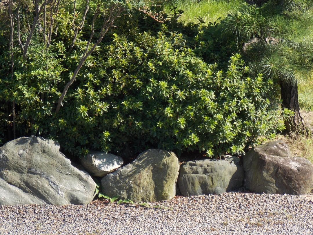 美品 撮影画像あり　動作良好　Nikon　COOLPIX　L810　光学26倍