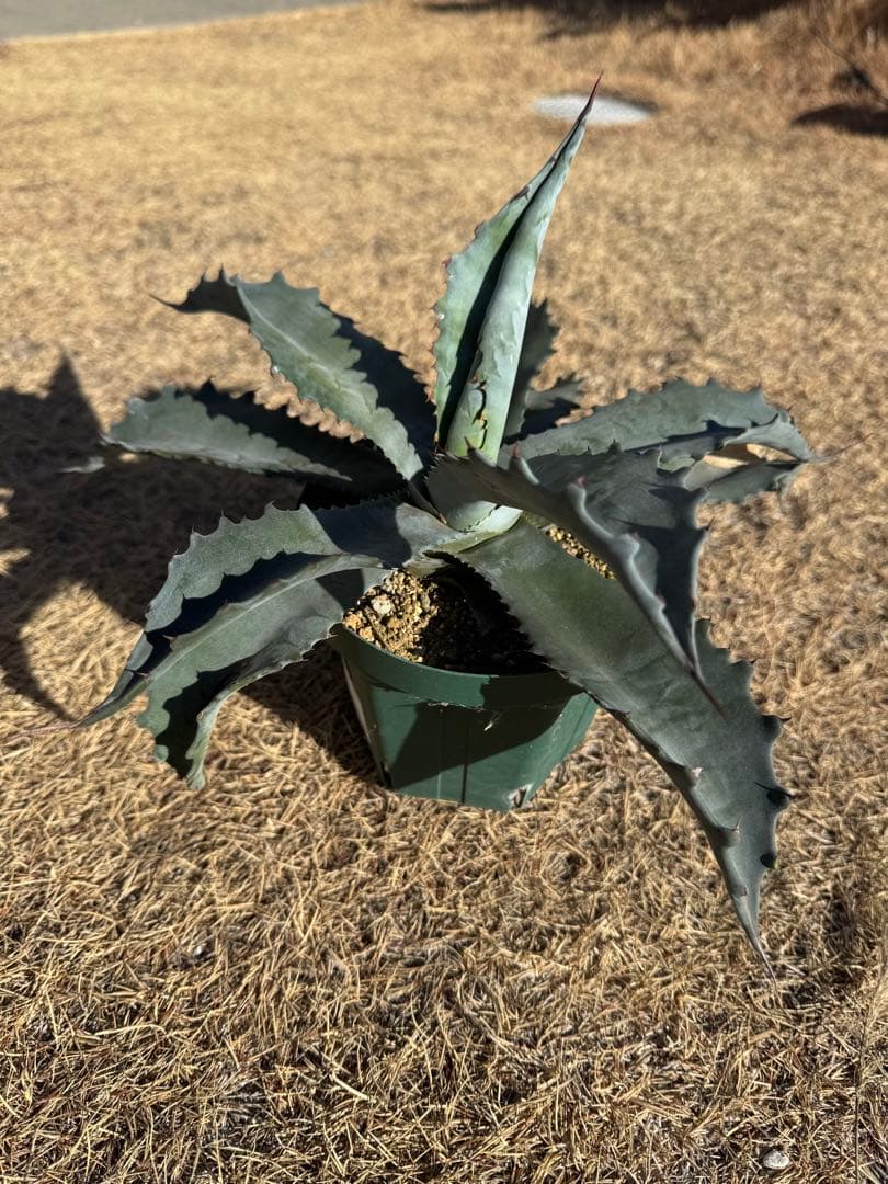 春USAGI専用出品 プロトアメリカーナ　ファンキートゥース　パリートランカータ