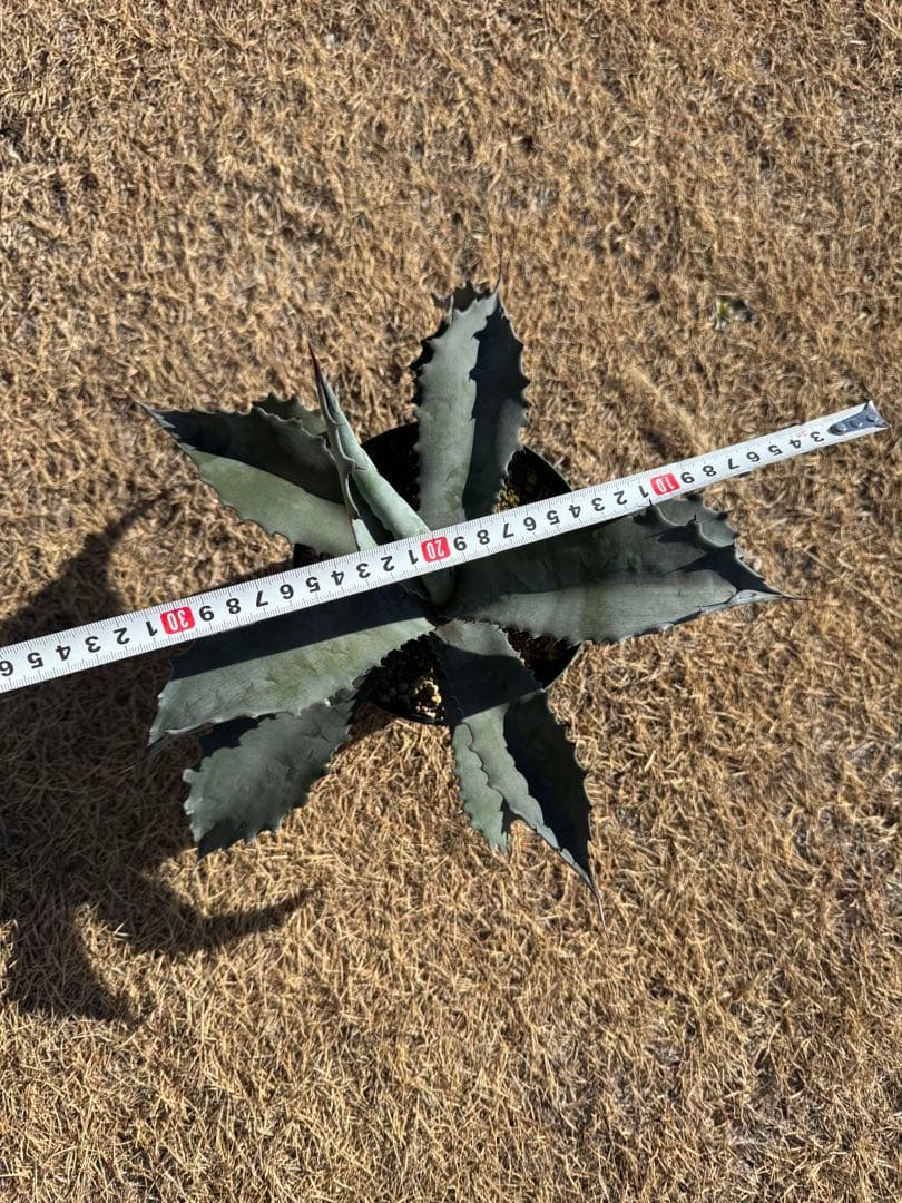 春USAGI専用出品 プロトアメリカーナ　ファンキートゥース　パリートランカータ