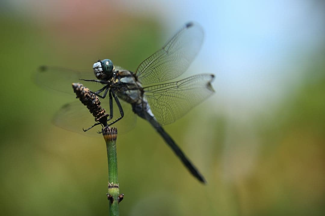 ■RMC Tokina 90mm F2.5Macro FDマウント