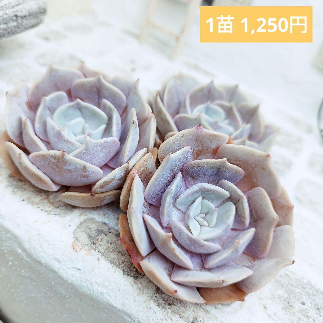 フラックス◎多肉植物 カット苗 韓国苗 エケベリア等