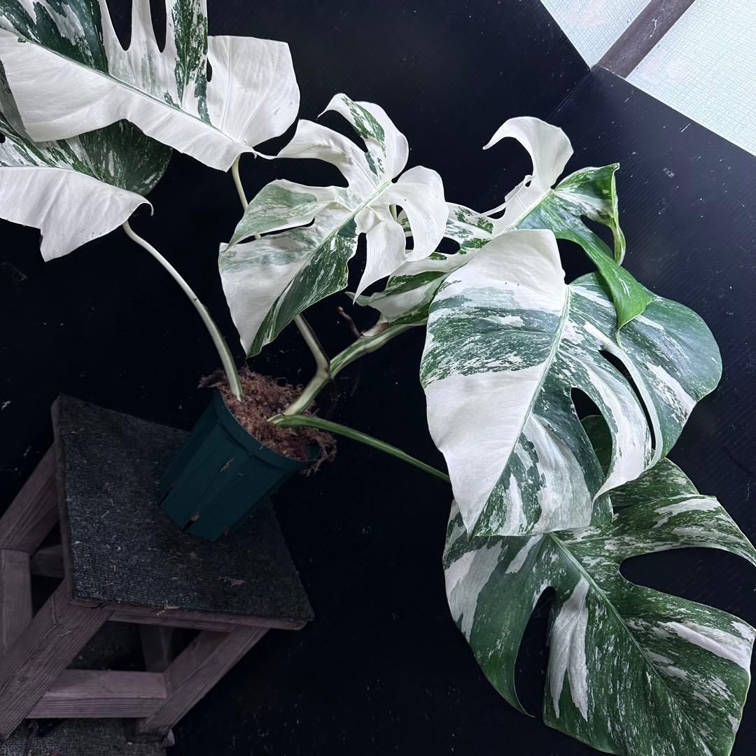 N*A様 斑入りモンステラ ホワイトタイガー極美大株52cm白斑多