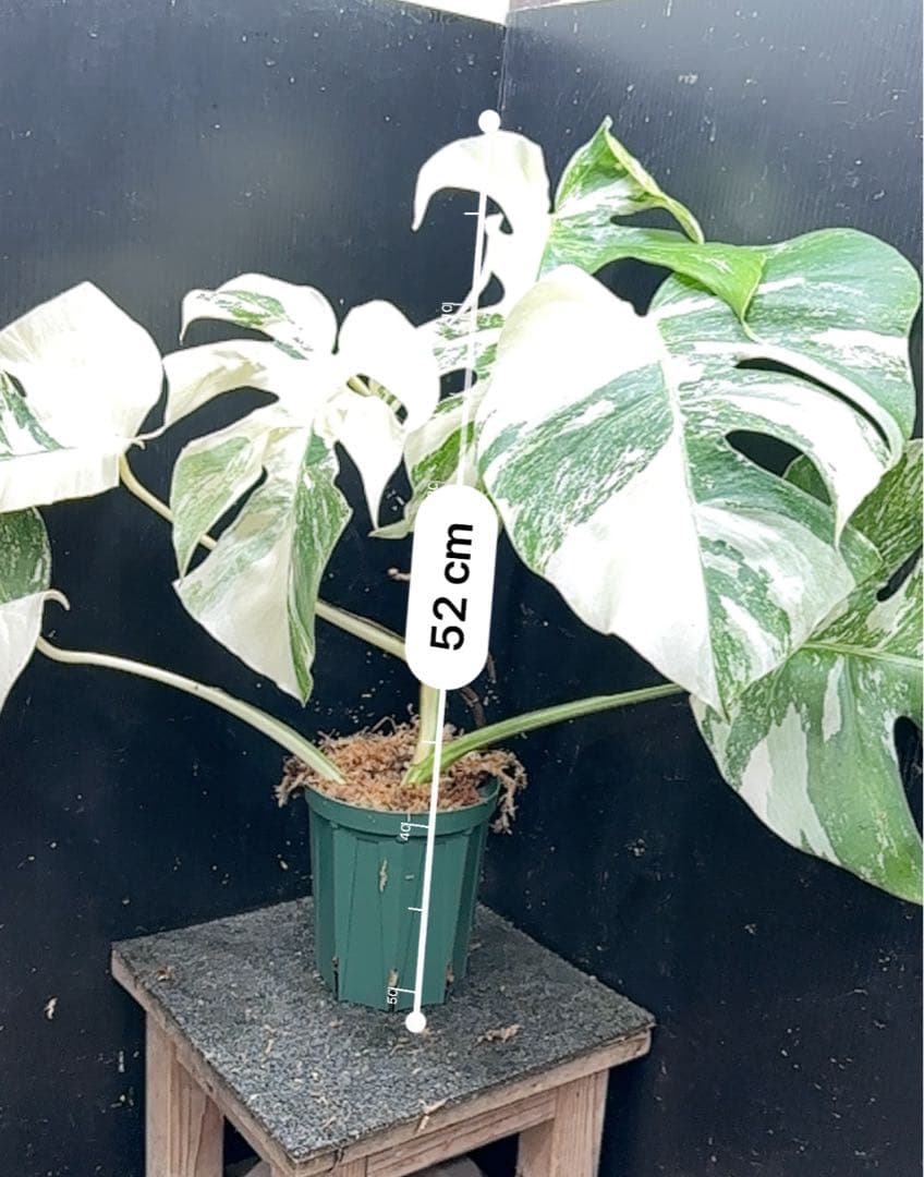 N*A様 斑入りモンステラ ホワイトタイガー極美大株52cm白斑多