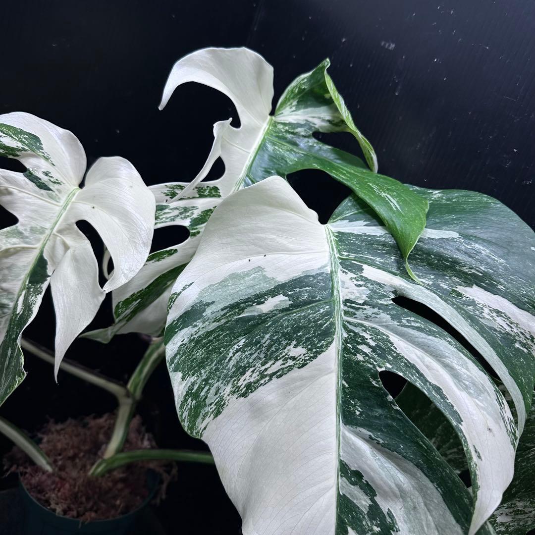 N*A様 斑入りモンステラ ホワイトタイガー極美大株52cm白斑多