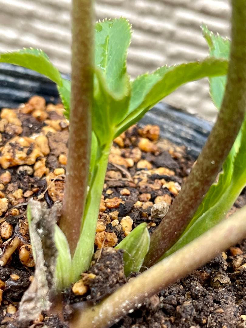 クリスマスローズ苗⭐️76 セミダブル咲　親