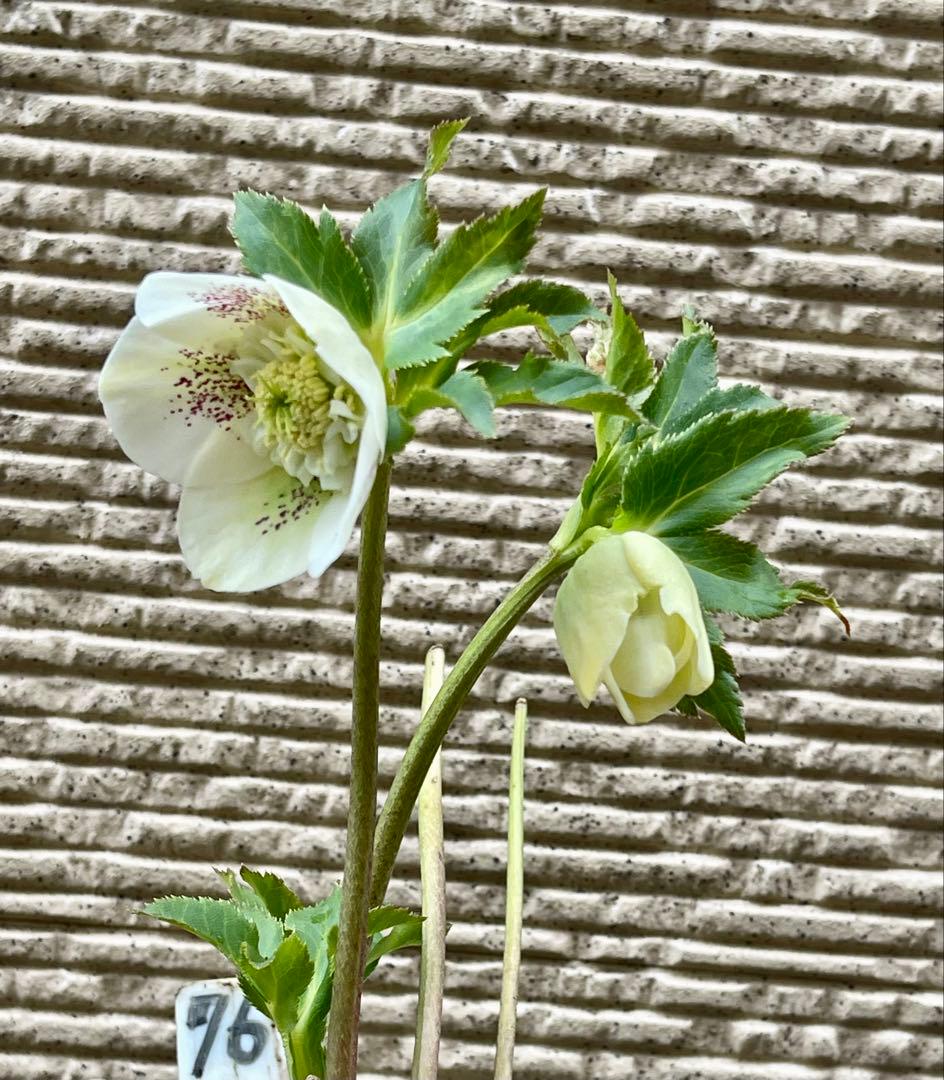 クリスマスローズ苗⭐️76 セミダブル咲　親