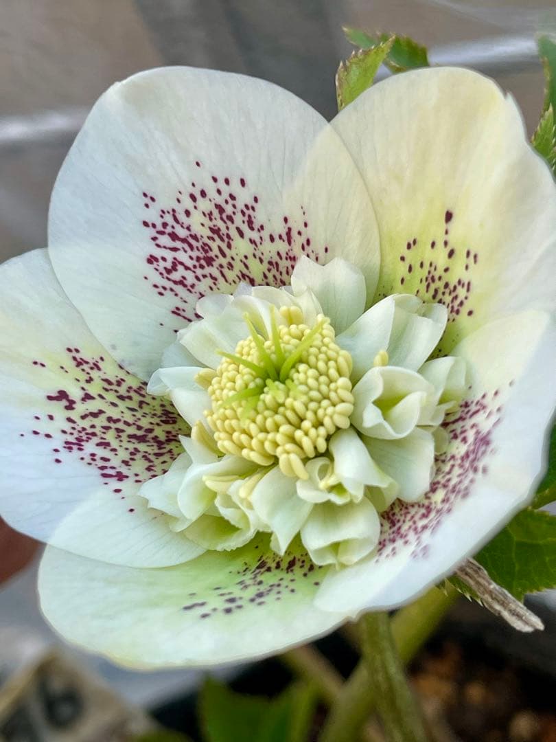 クリスマスローズ苗⭐️76 セミダブル咲　親