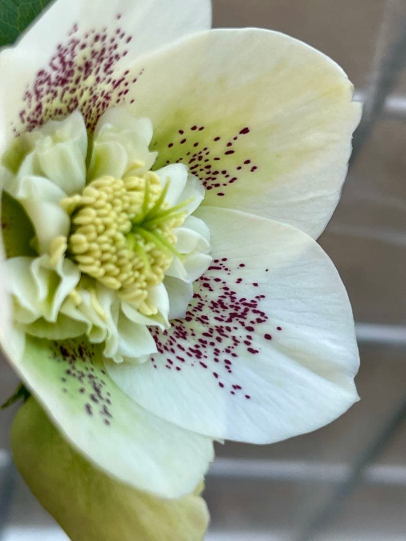 クリスマスローズ苗⭐️76 セミダブル咲　親