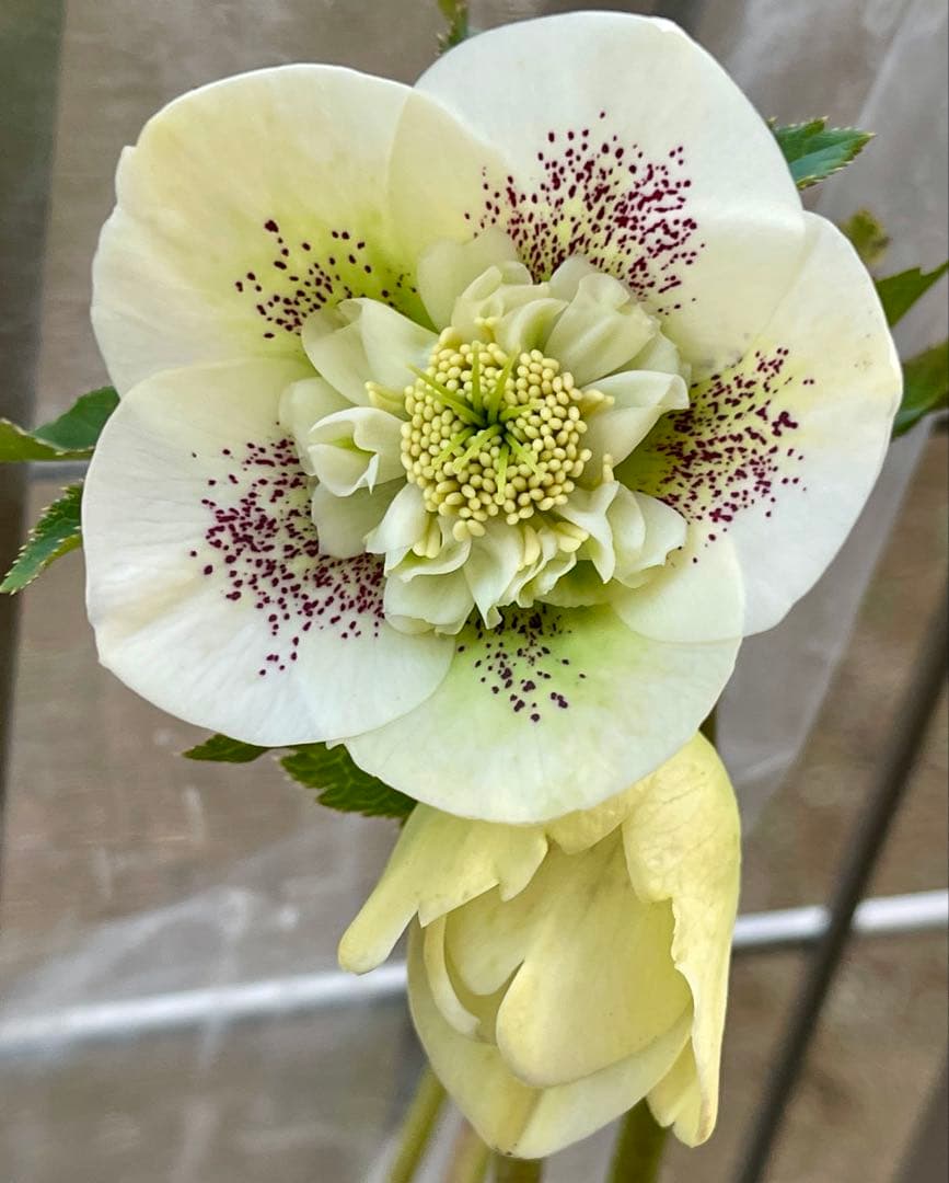 クリスマスローズ苗⭐️76 セミダブル咲　親