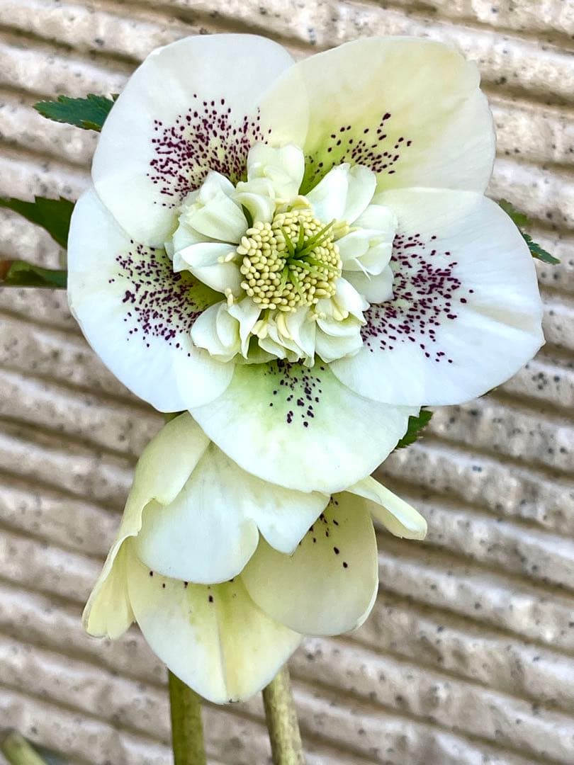 クリスマスローズ苗⭐️76 セミダブル咲　親