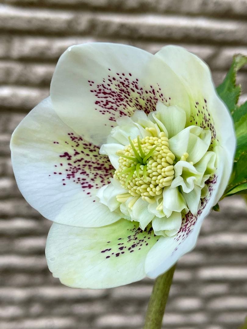 クリスマスローズ苗⭐️76 セミダブル咲　親