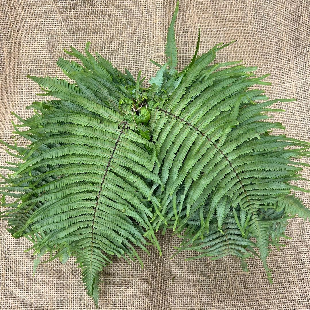 ウラジロ　（1対）約100枚　小さめ10〜20㎝　天然