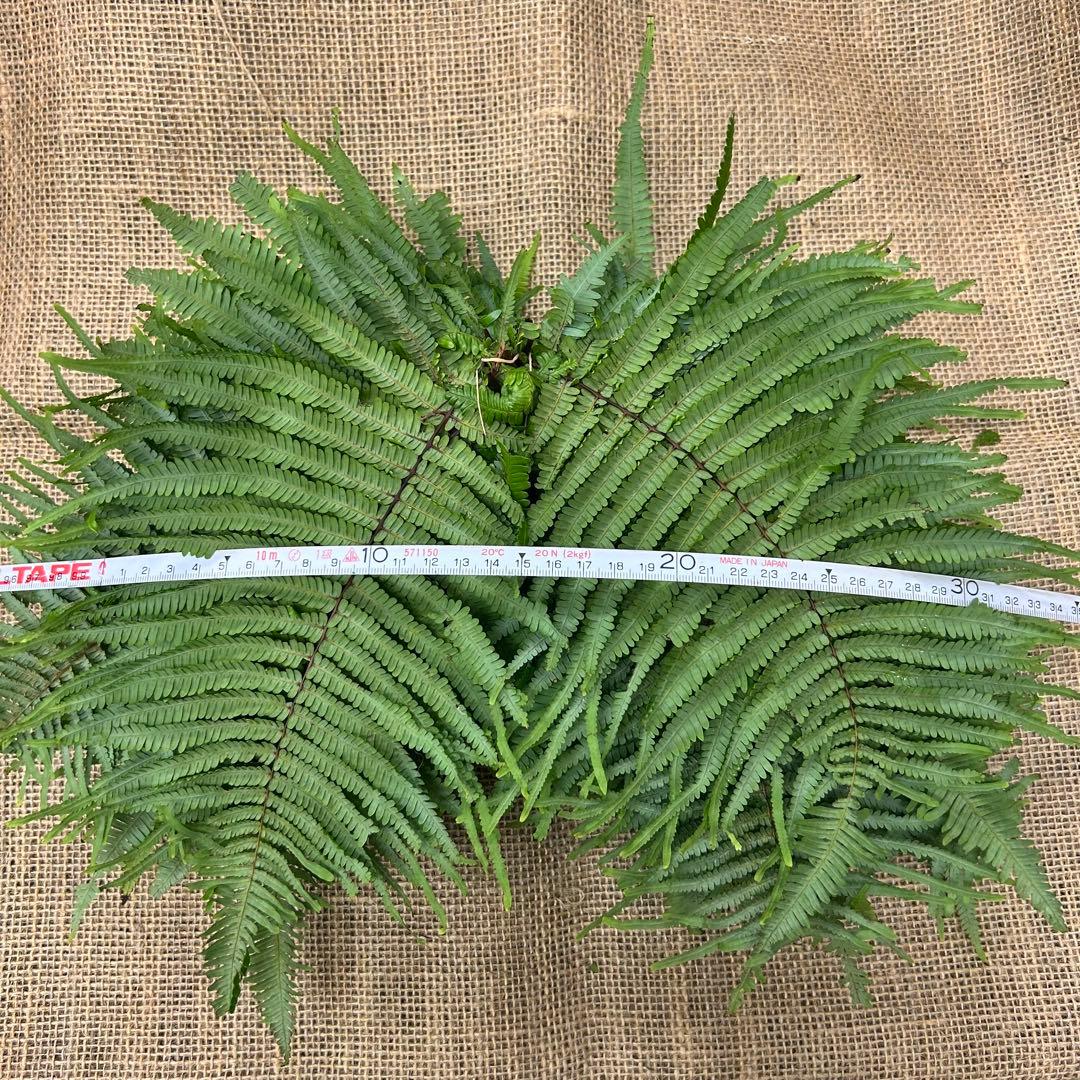 ウラジロ　（1対）約100枚　小さめ10〜20㎝　天然