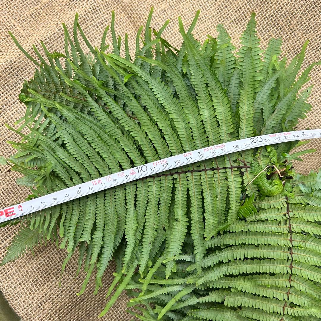 ウラジロ　（1対）約100枚　小さめ10〜20㎝　天然
