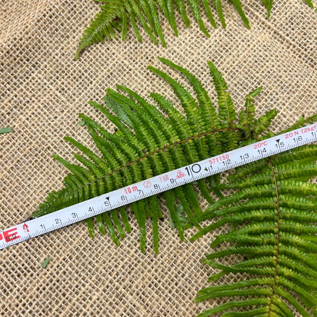 ウラジロ　（1対）約100枚　小さめ10〜20㎝　天然