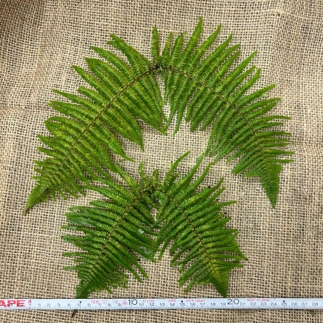 ウラジロ　（1対）約100枚　小さめ10〜20㎝　天然