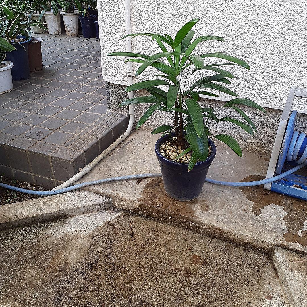 観音竹