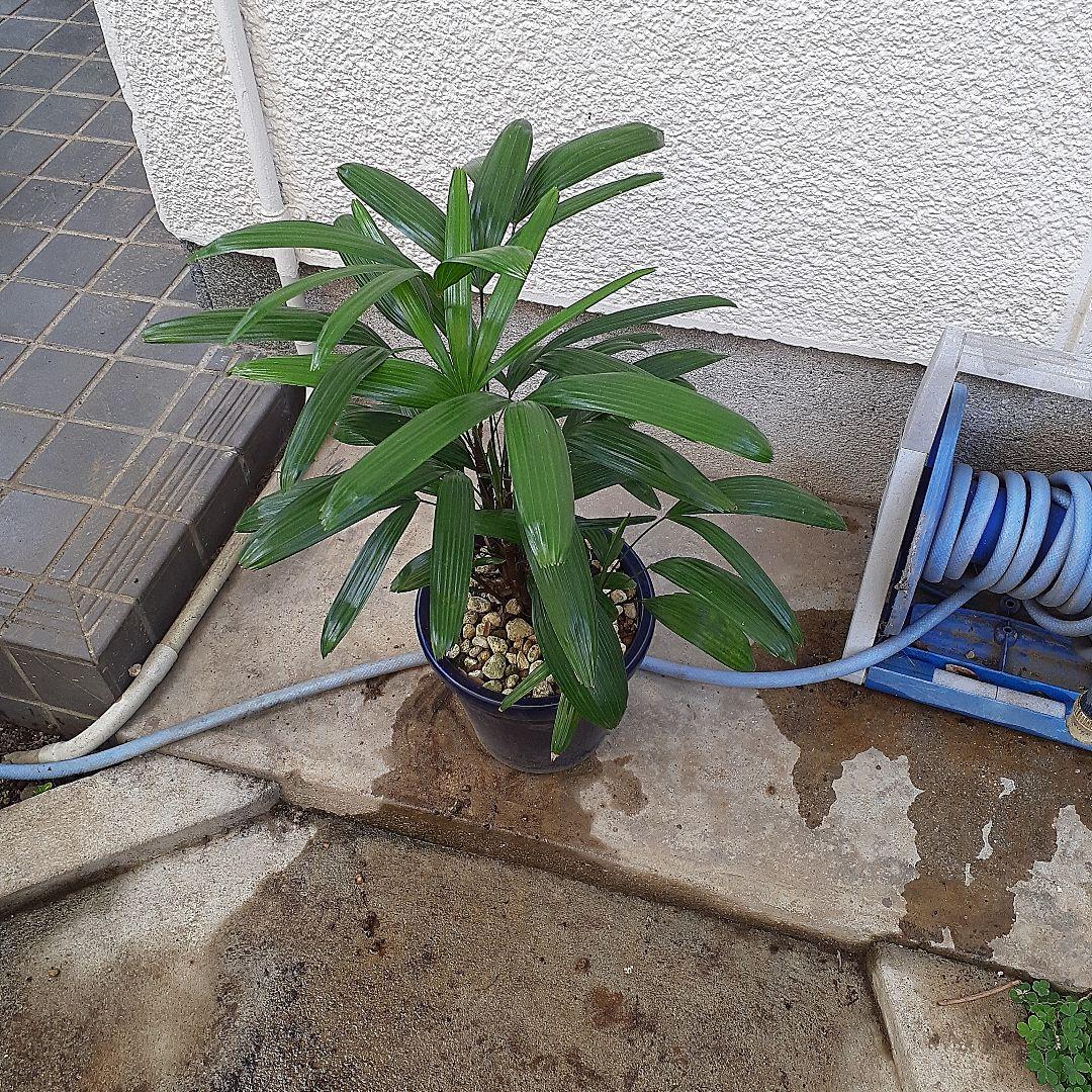 観音竹