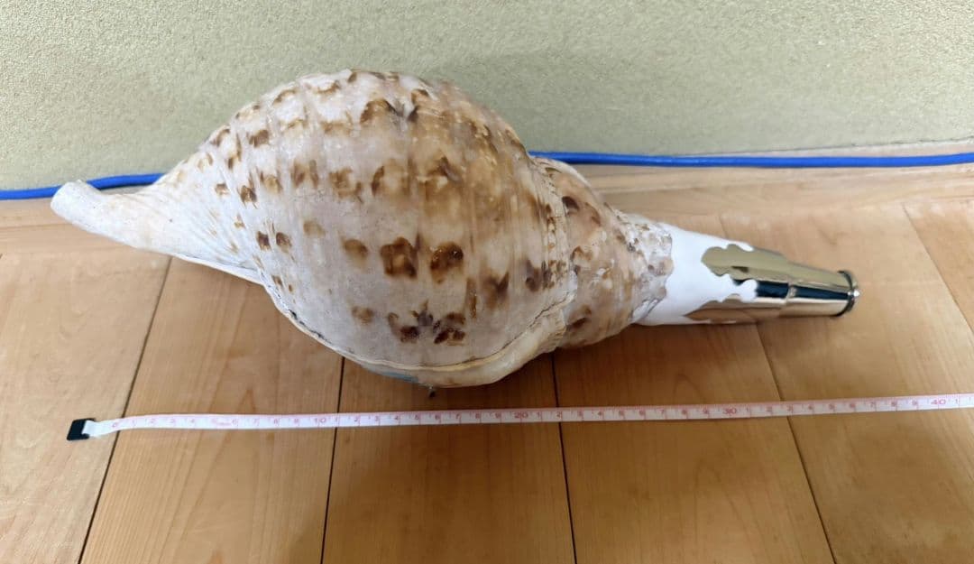 大型38㎝修験道法螺貝 山伏 ほら貝　ホラガイ