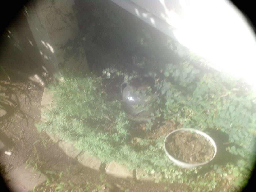 e*a様 HOLGA デジタルカメラ 16GBメモリー、スマホ転送キット付き　作