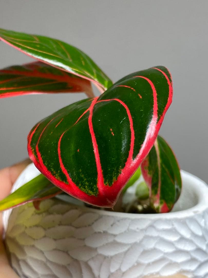 【茎まで蛍光ピンク✨】アグラオネマ　ロータスデライト　希少　レア　人気‼️