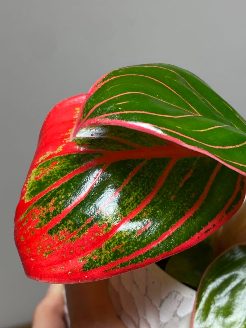 【茎まで蛍光ピンク✨】アグラオネマ　ロータスデライト　希少　レア　人気‼️