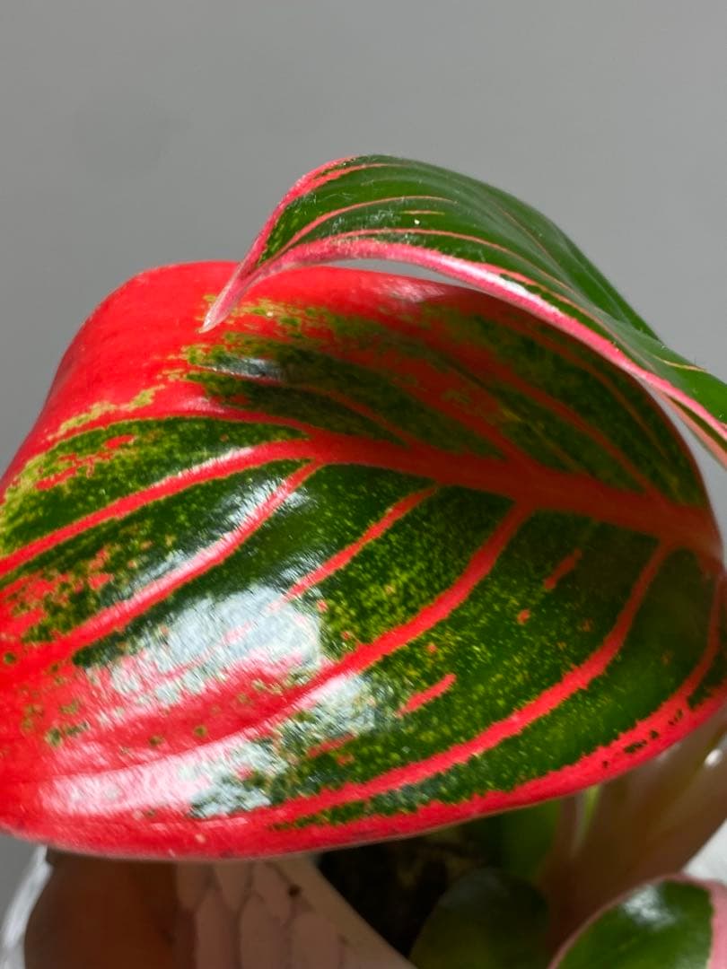 【茎まで蛍光ピンク✨】アグラオネマ　ロータスデライト　希少　レア　人気‼️