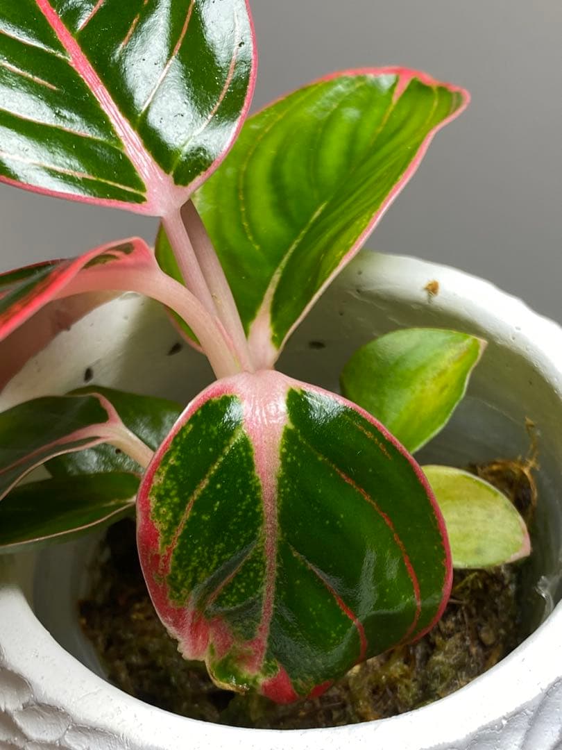 【茎まで蛍光ピンク✨】アグラオネマ　ロータスデライト　希少　レア　人気‼️