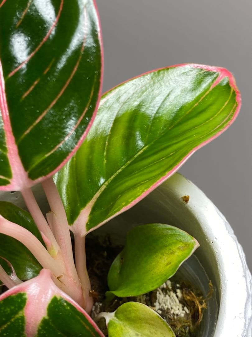 【茎まで蛍光ピンク✨】アグラオネマ　ロータスデライト　希少　レア　人気‼️