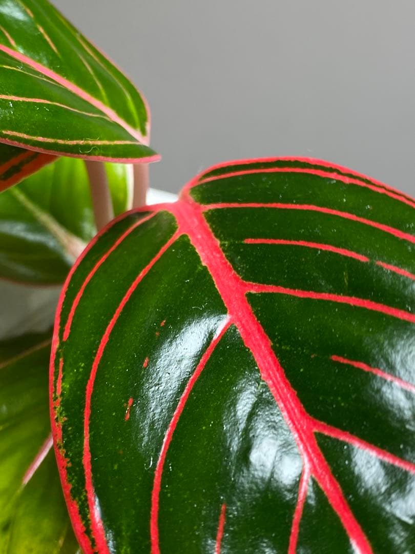 【茎まで蛍光ピンク✨】アグラオネマ　ロータスデライト　希少　レア　人気‼️