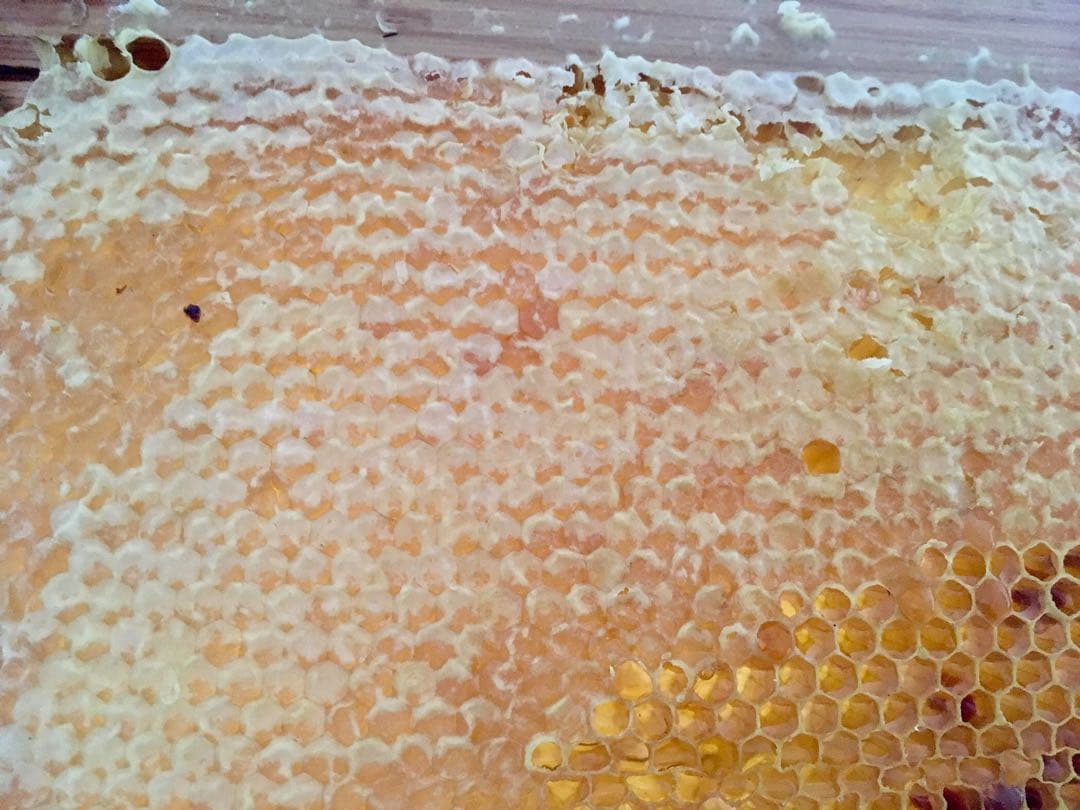 リピーター様特別販売