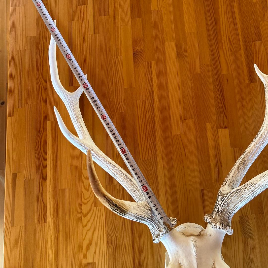 鹿の角 両角 顔付き エゾシカの角