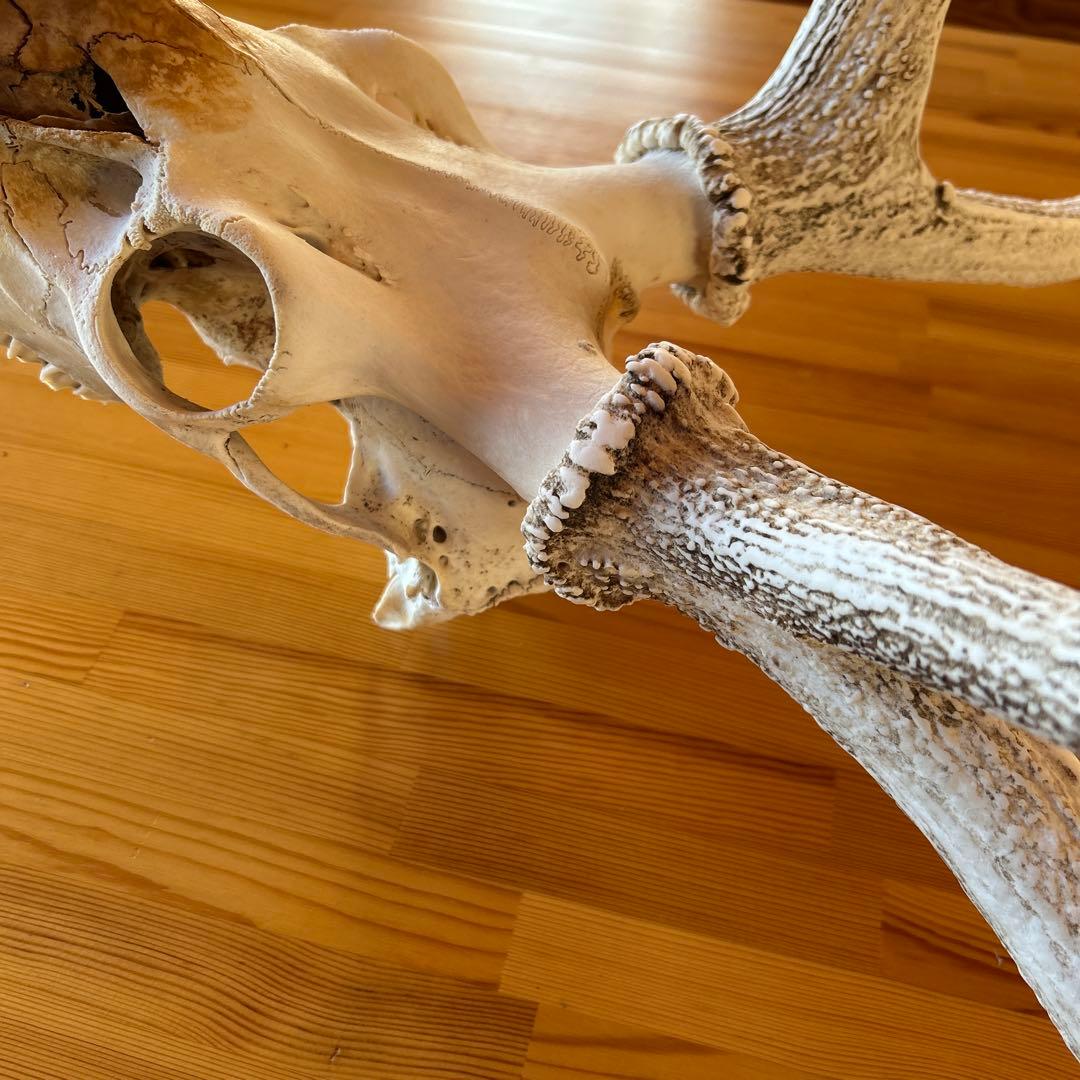 鹿の角 両角 顔付き エゾシカの角