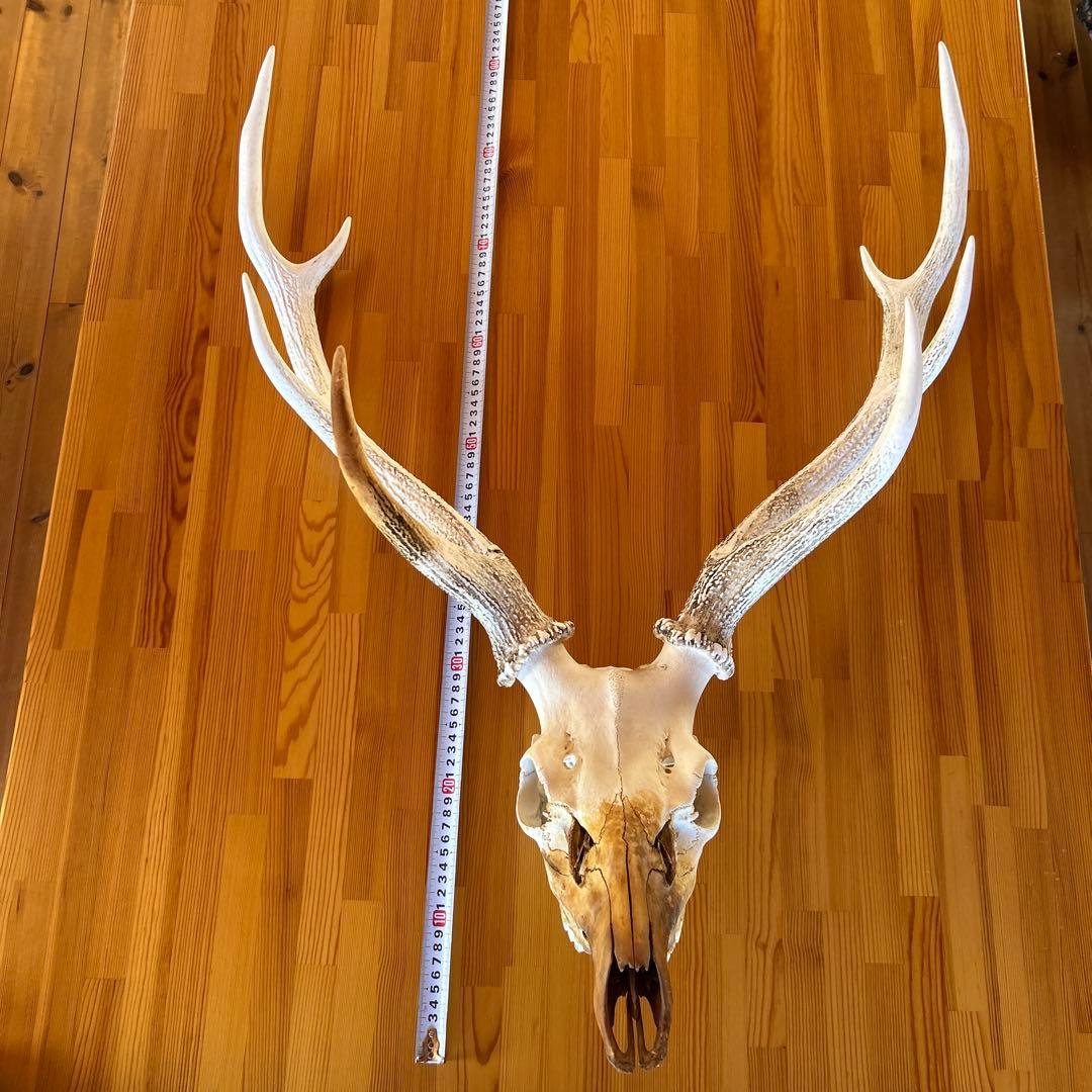 鹿の角 両角 顔付き エゾシカの角