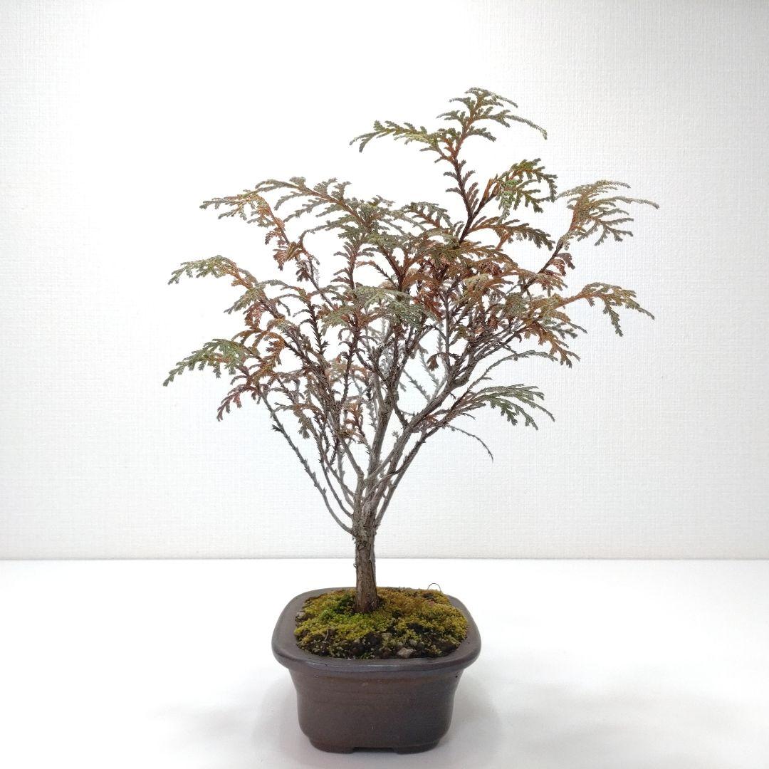 椹（サワラ）盆栽 SS017
