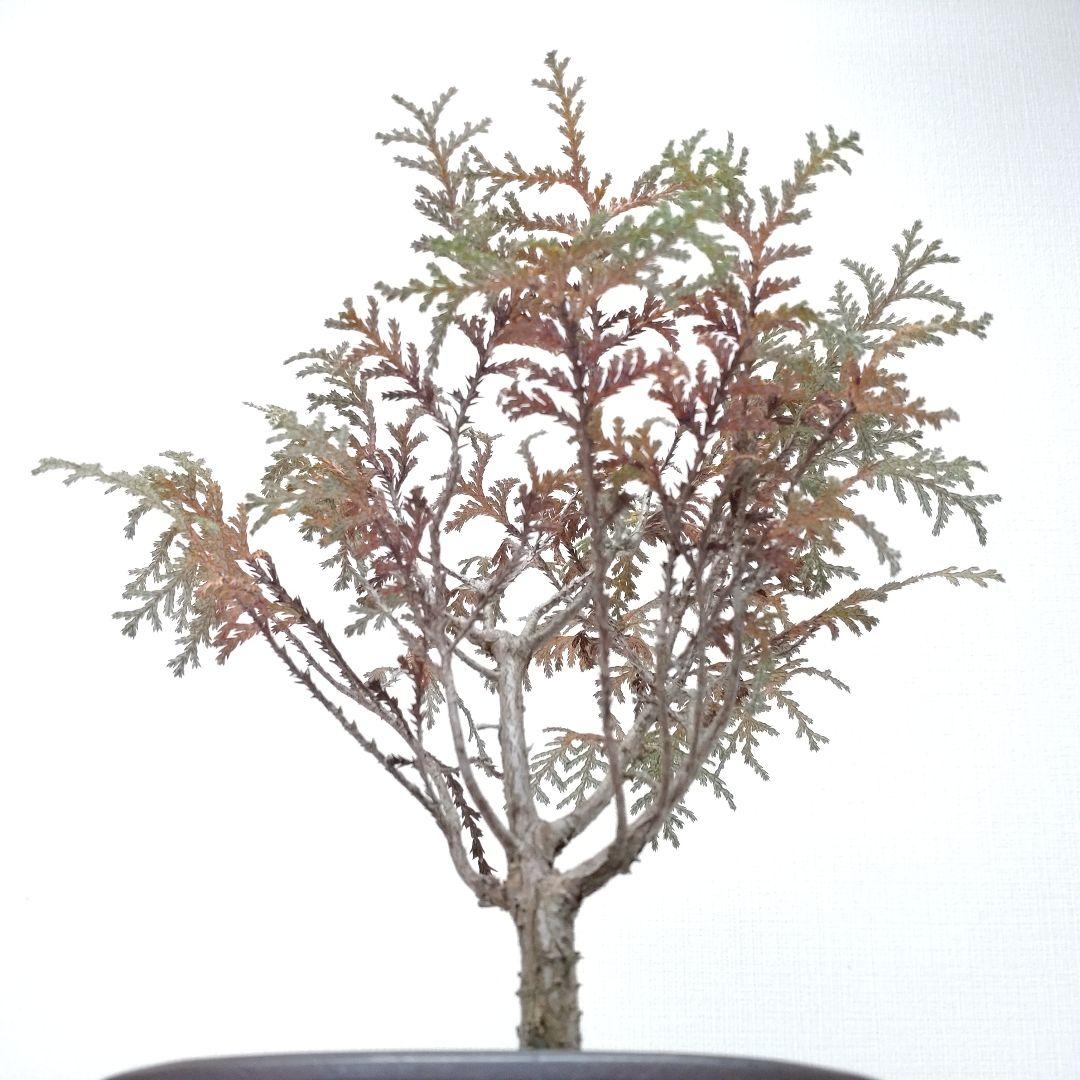 椹（サワラ）盆栽 SS017