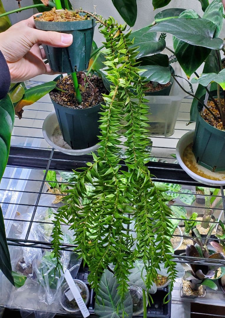 フペルジア ゴエベリーグリーン シダ植物 観葉植物 Huperzia 熱帯植物