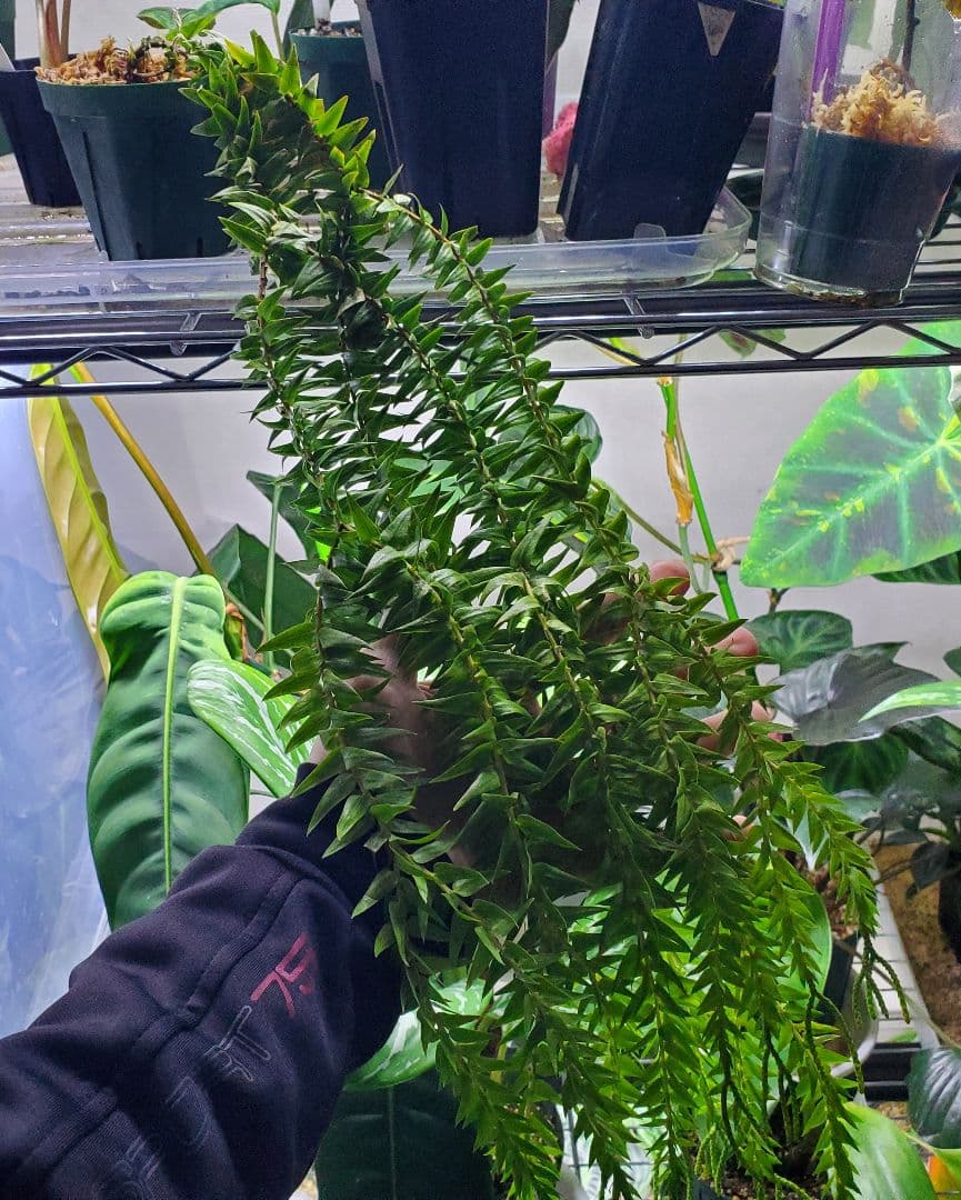 フペルジア ゴエベリーグリーン シダ植物 観葉植物 Huperzia 熱帯植物